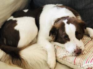 Australian shepherd mix (aussie bernard) dog for adoption in nashville tennessee – supplies included – adopt hexel