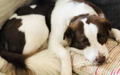 Australian Shepherd Mix (Aussie Bernard) Dog For Adoption in Nashville Tennessee – Supplies Included – Adopt Hexel
