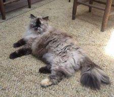 Himalayan Cat For Adoption New York