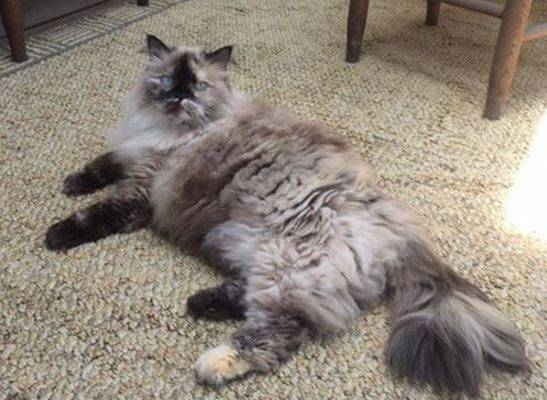 Himalayan Cat For Adoption New York