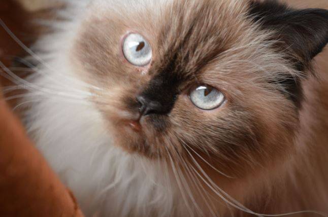 himalayan cat rescue near me