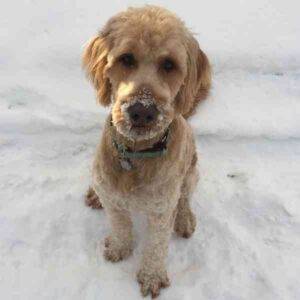 Goldendoodles For Adoption Photo Hobbes goldendoodle adoption grand prairie ab 9