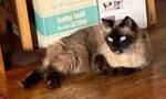 Balinese Cats For Adoption