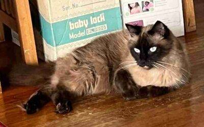 Balinese (Long Haired Siamese) Cat For Adoption in Honolulu Hawaii – Supplies Included – Adopt Hoku