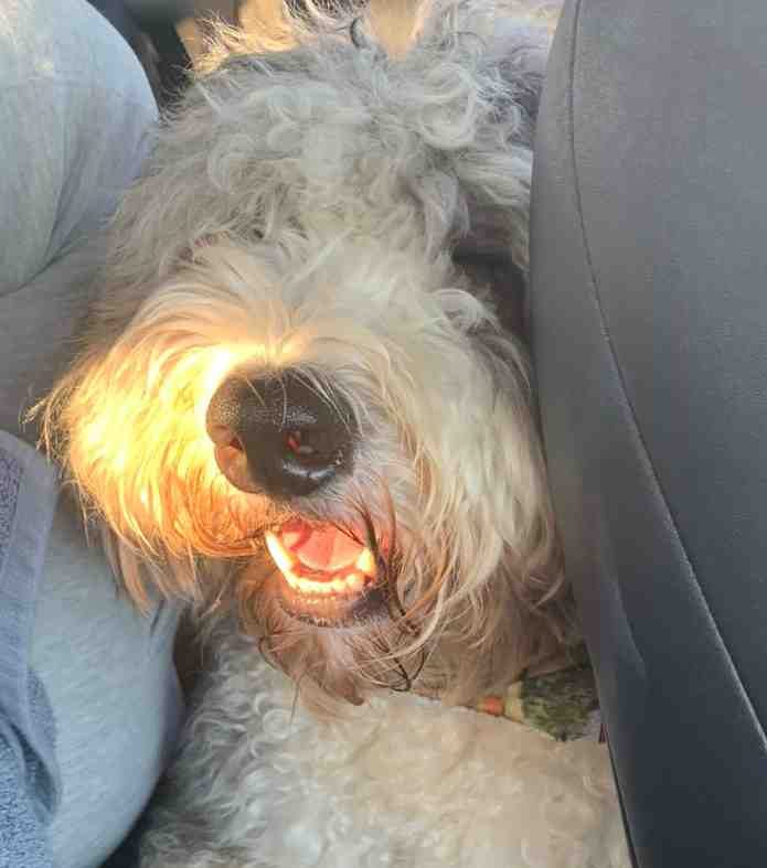 Holly is a bernedoodle dog for adoption in philadelphia pa. Here he is trying to peek into the front seat of his owner's car. So cute.