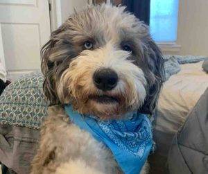 Bernedoodle dog for adoption in north wales (philadelphia) pa – meet handsome holly