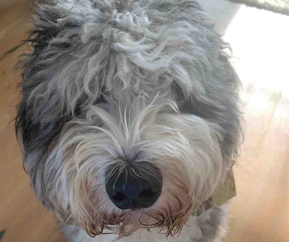 Holly, a bernedoodle dog looking for a new home in philadelphia looks so cute with his long, fluffy fur covering his eyes.