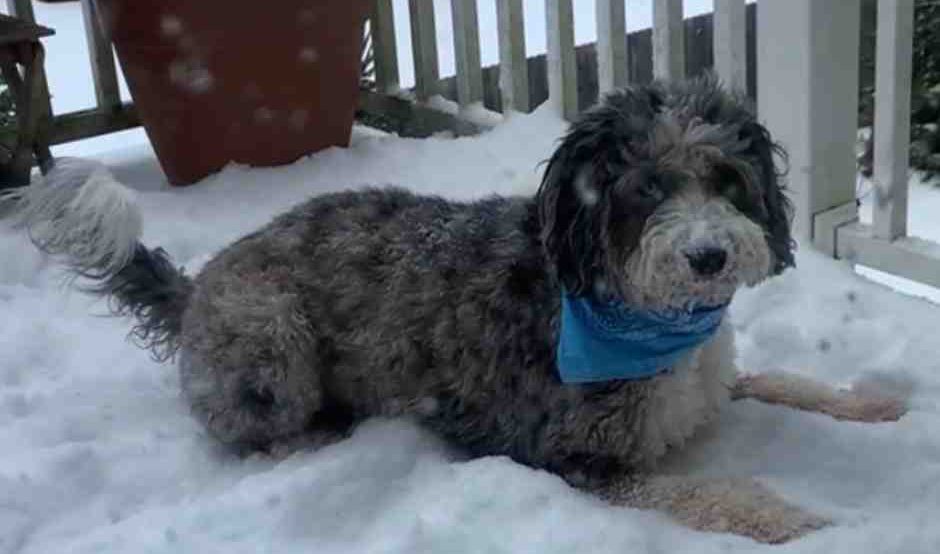 Holly is a big ole 75 pound bernedoodle dog looking for a new home in the tri cities area. Here he is out on his snow covered deck enjoying some winter outdoor activity.