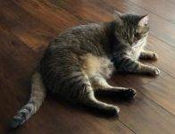 Holly Tabby Cat For Adoption Clarksville Nashville TN