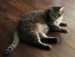 Photo Holly tabby cat for adoption clarksville nashville tn