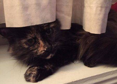 Holly - tortoiseshell long hair cat for adoption in pittsburgh pennsylvania 2