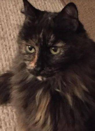 Holly - tortoiseshell long hair cat for adoption in pittsburgh pennsylvania 2