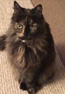 Holly - tortoiseshell long hair cat for adoption in pittsburgh pennsylvania