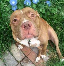 Honey - American Pitbull Terrier Dog For Adoption In Hemet CA