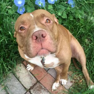 Honey - american pitbull terrier dog for adoption in hemet ca