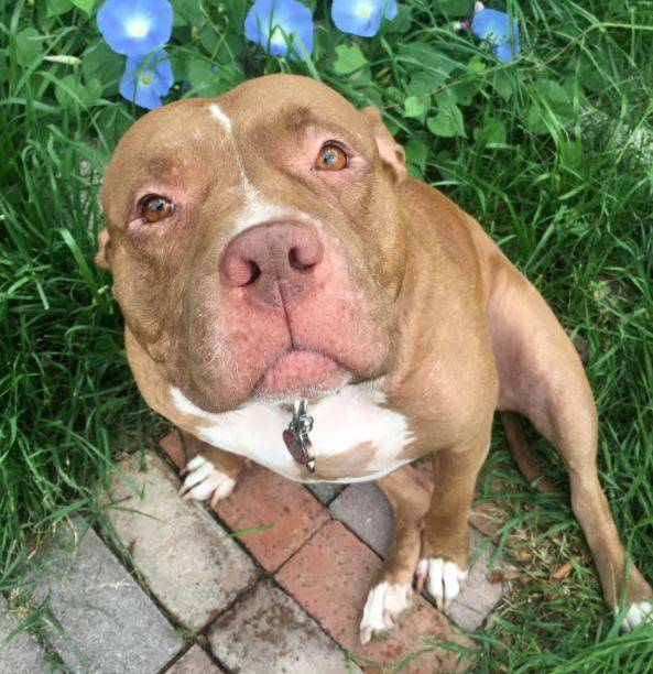 Honey - American Pitbull Terrier Dog For Adoption in Hemet CA