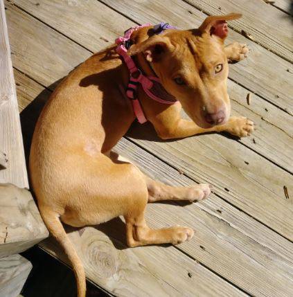 Honey - American Staffordshire Terrier For Adoption Atlanta GA 1