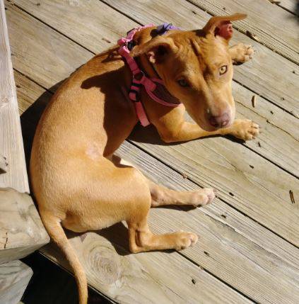 Honey - american staffordshire terrier for adoption atlanta ga 1