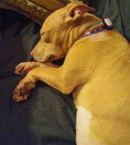 Honey - american staffordshire terrier f