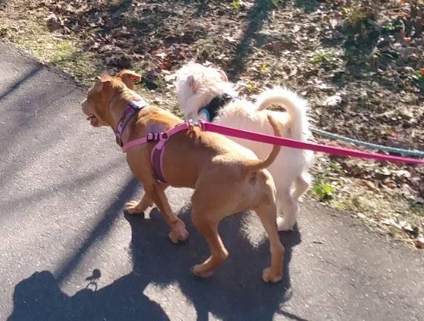 Honey - american staffordshire terrier for adoption atlanta ga 5.