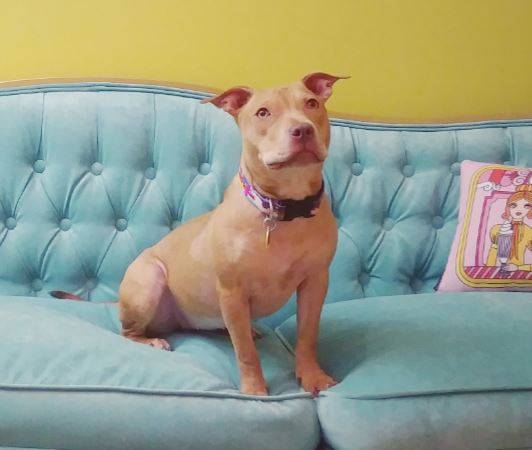 Atlanta ga – honey – gorgeous red f american staffordshire terrier (amstaff) puppy for adoption – supplies included