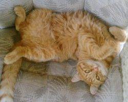 Honey - Maine Coon Orange Tabby Mix Cat Adoption Orange CA Spokane WA
