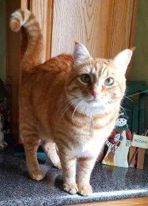 maine coon tabby mix orange kitten