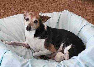 Purebred rat terrier for private adoption near portland or  – supplies included