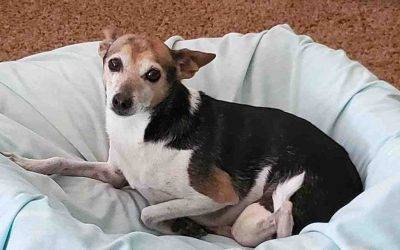 Purebred Rat Terrier For Private Adoption Near Portland OR  – Supplies Included