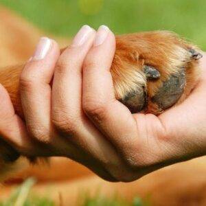 Human hand holding dog paw