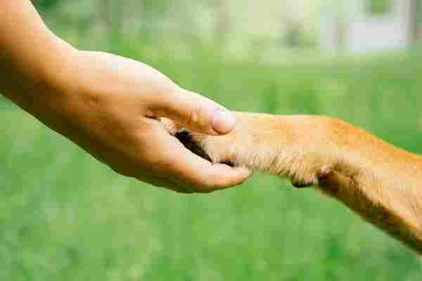 Human hand holds dog paw