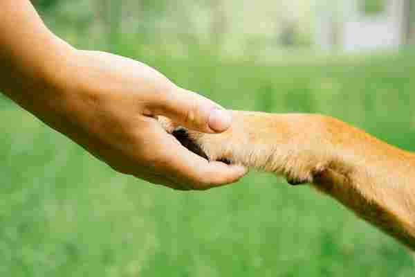 Human hand holds dogs paw