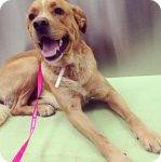 ADOPTED – Handsome Hunter – Golden Retriever / Rottweiler Mix, 5,   Nashville