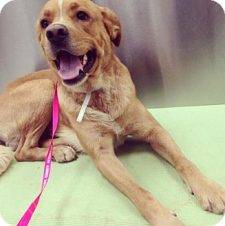 ADOPTED – Handsome Hunter – Golden Retriever / Rottweiler Mix, 5,   Nashville