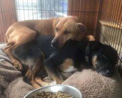 Hunter pitbull mix dog for adoption seattle wa 7