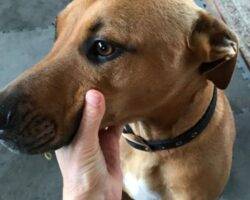 Hunter pitbull mix dog for adoption seattle wa 7