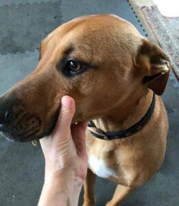 Hunter pitbull mix dog for adoption seattle wa 7