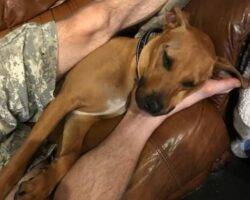 Hunter pitbull mix dog for adoption seattle wa 7