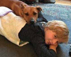 Hunter pitbull mix dog for adoption seattle wa 7