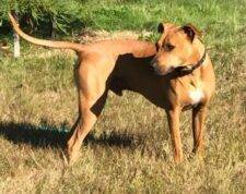 Hunter Black Mouth Cur Mix Dog For Adoption Seattle WA 7