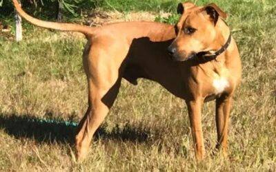 Black mouth cur mix dog for adoption in maple valley wa – supplies included – adopt hunter
