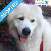 San Francisco, CA – Awesome 2YO M Great Pyrenees Mix Dog For Loving Home