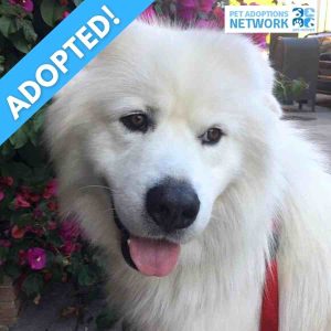 San francisco, ca – awesome 2yo m great pyrenees mix dog for loving home