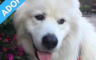 San francisco, ca – awesome 2yo m great pyrenees mix dog for loving home