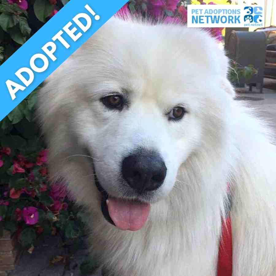 San Francisco, CA – Awesome 2YO M Great Pyrenees Mix Dog For Loving Home