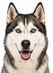Siberian Husky large dog breed portrait for adoption and rehoming