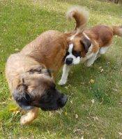 ADOPTED – Saint Bernard Dog In Hardisty AB – Meet Bernardo