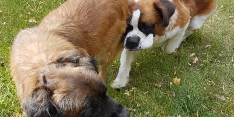 ADOPTED – Saint Bernard Dog in Hardisty AB – Meet Bernardo