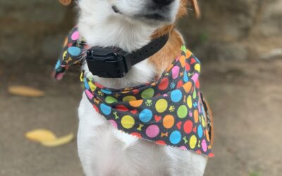 Adopt a Beagle in Herndon Virginia – Supplies Included – Meet Riley