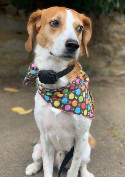 Riley - a beagle dog for adoption in herndon va